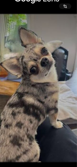 Chihuahua fêmea muito pequena e muito bonita vai vacinada conforme a idade,