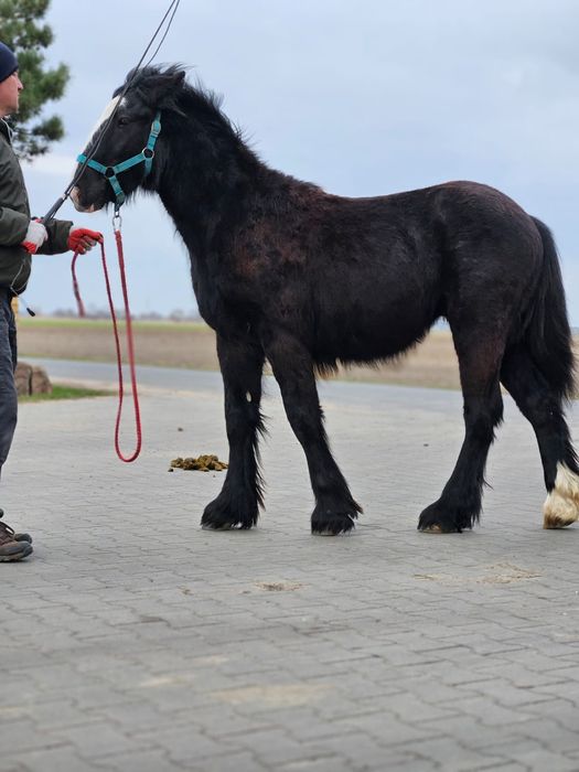 Wałach Tinker irish cob gypsy cob