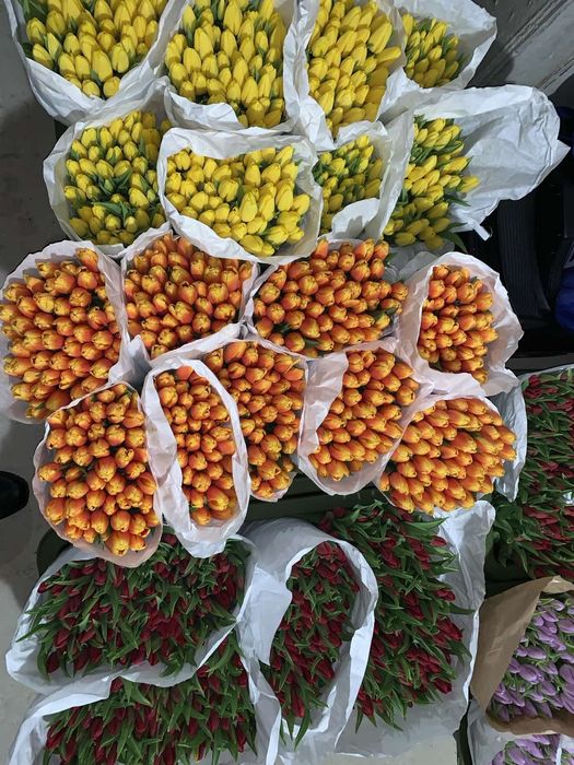 Тюльпани Голандія опт