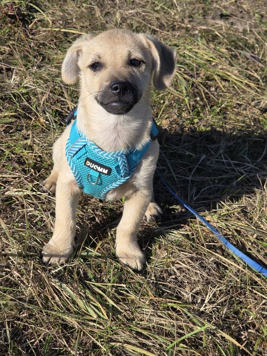 Misty, szczeniak do adopcji