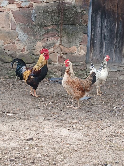 Jaja Jajka lęgowe od stada w typie Zagrodowym Zagrodowki