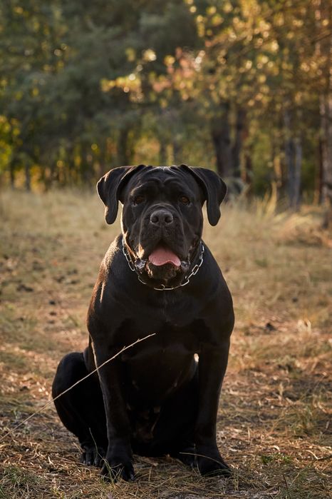 Цуценята від Интерчемпина