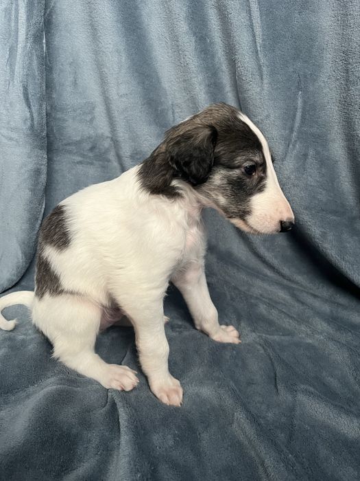 Chart rosyjski borzoj - piesek- URAN Władca Stepu