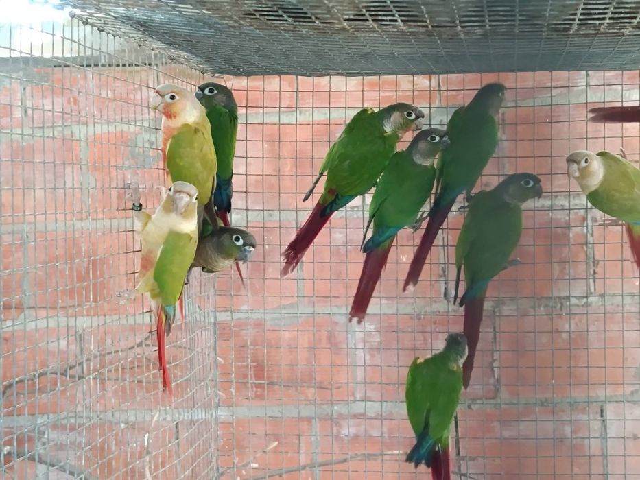casal pyrruras disponíveis