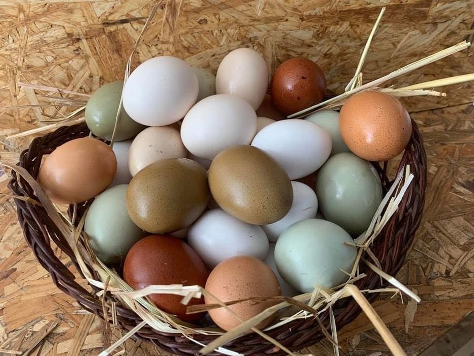 Ovos de galinhas de raça