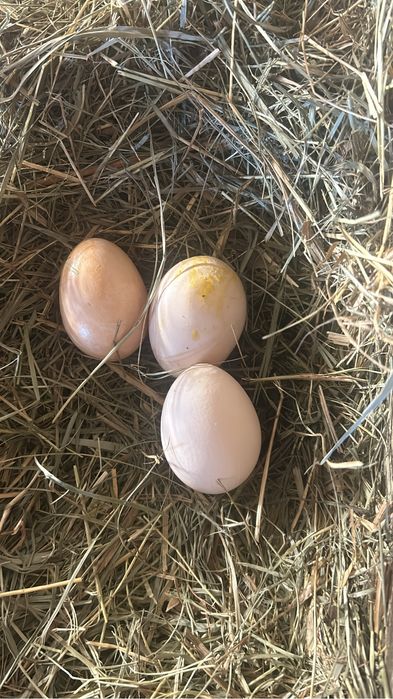 Swojskie  jajka od kurek