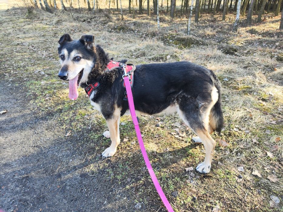 Bosman od 3 lat czeka na dom w schronisku