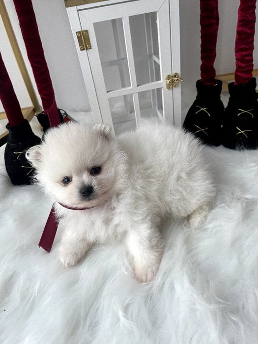 Померанські шпіци  ваш найкращий подарунок літа