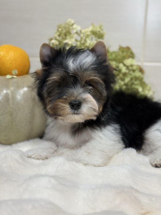 Хлопчик бівер, з документами. Кольровий йорк