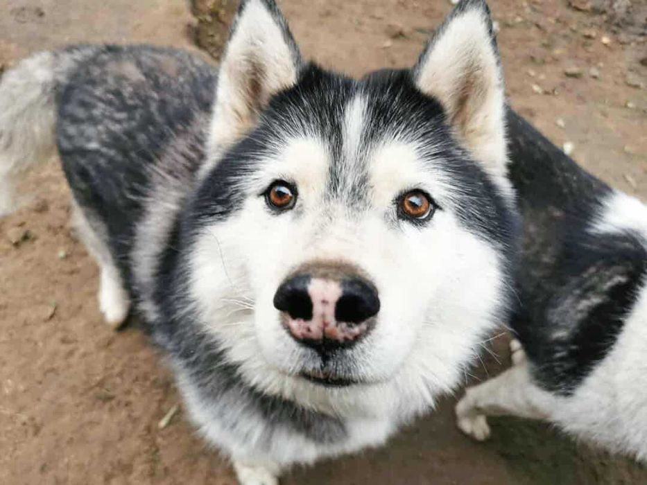 Adoptuj psa północy, piękne suczki i psy husky szukają domów