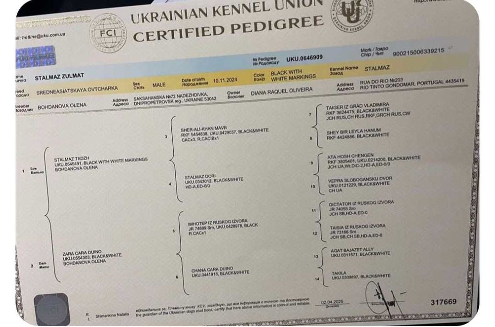 Alabais na cidade do Porto. Ninhada (A) destes belos exemplares.