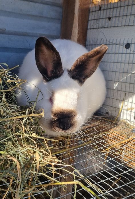 Кролі Каліфорнія