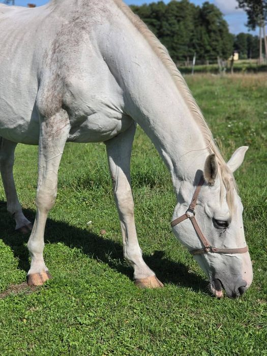 Jasna do darmowej adopcji