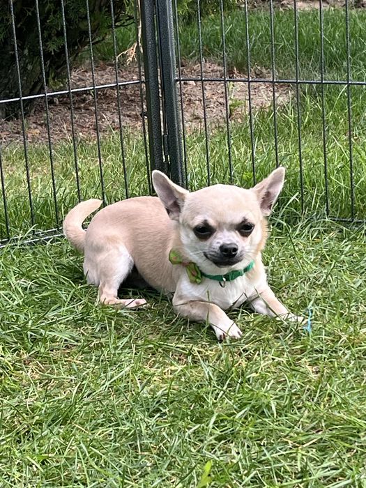 Cudowny piesek chihuahua