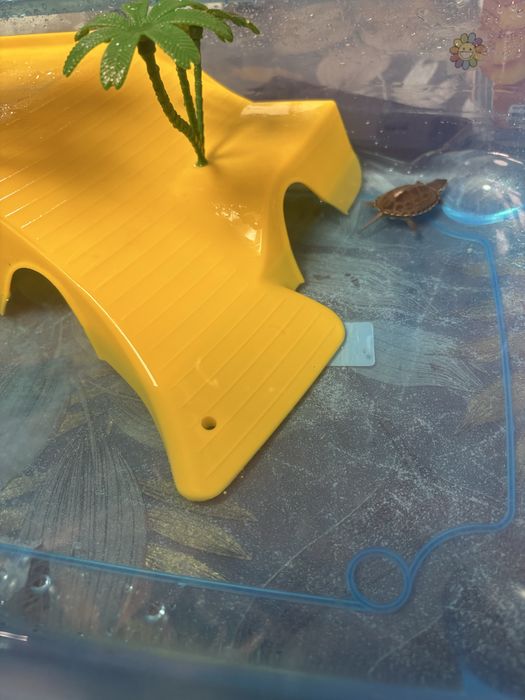 Tartarugueira tudo incluso