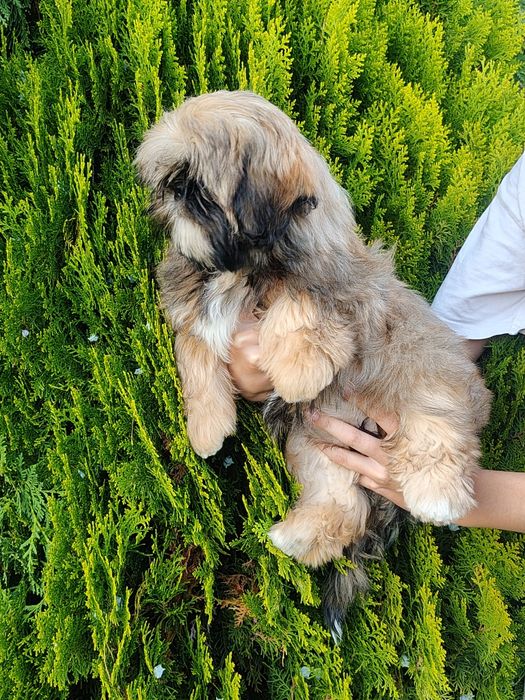Shih tzu złota suczka z rodowodem REZERWACJIA