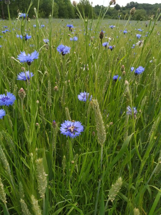 Naturalny miód lipowy i wielokwiatowy