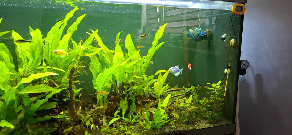 Akwarium 330 l  z życiem plus gratisty