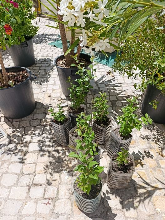 Vedação viva, lote 9  arbustos, Ligustrum japonicum, jovens e podados