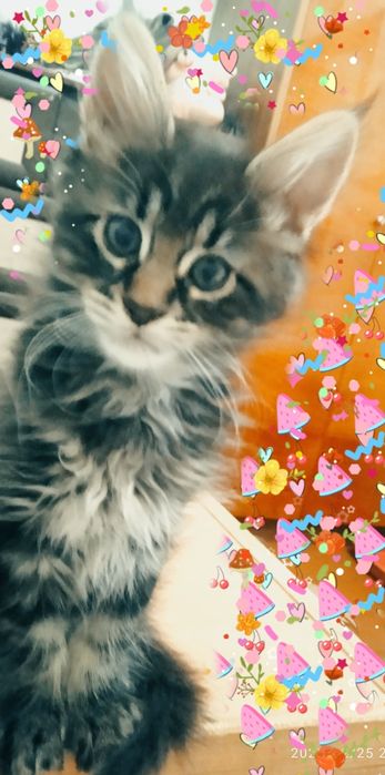 Котятки    мейн-кунятки- лучший подарок