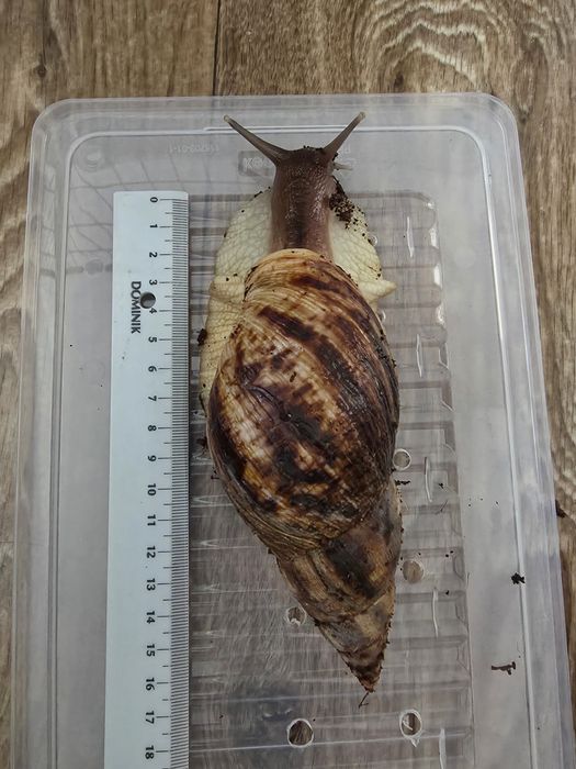 Ślimak afrykański reticulata