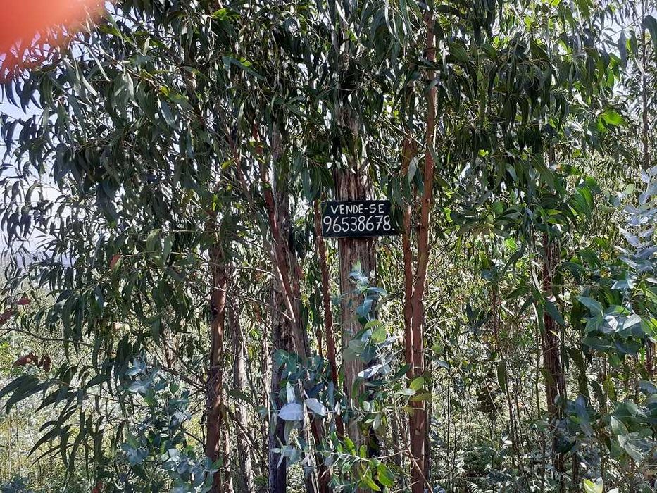 2 terrenos rústicos - Arganil.