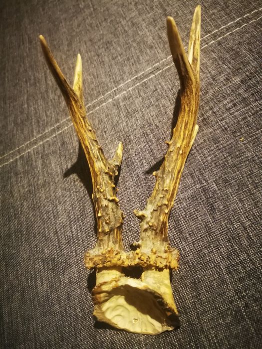 Prostki kozła sarny