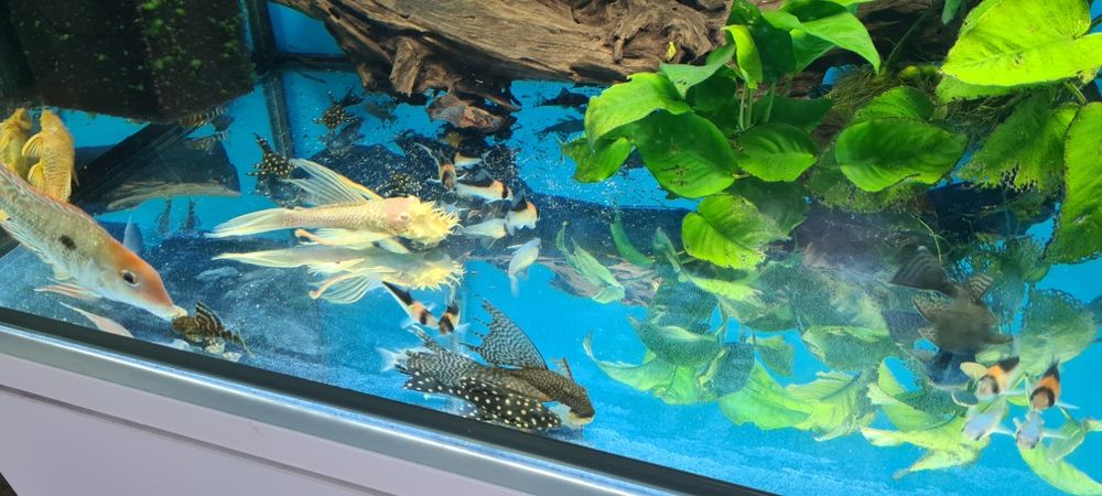 Zestaw akwarium 720L 200x60x60  kompletny z życiem