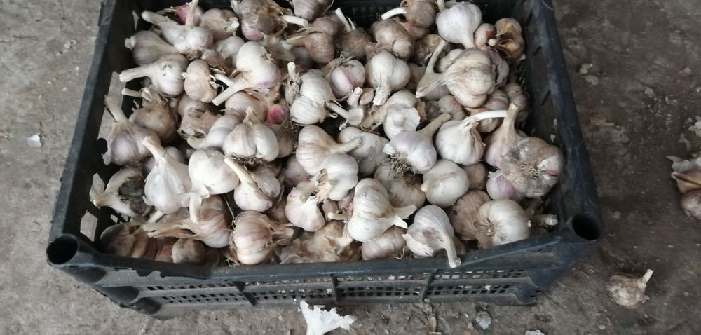 Продам часник озимий сорт Любаша ціна від 50 до 100гр