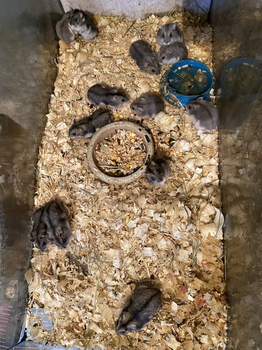 Джунгарские хомячки