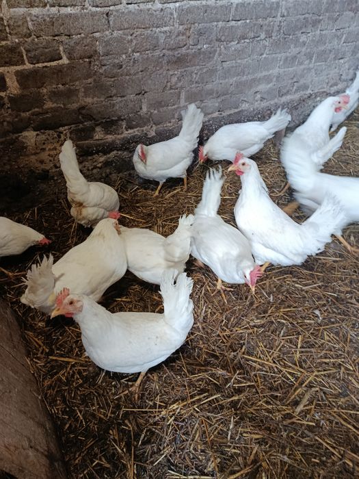 Sprzedam kury leghorn