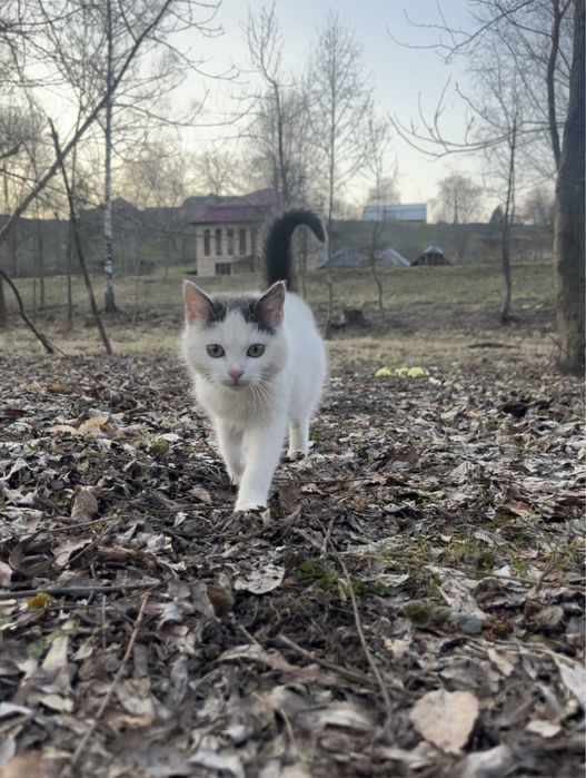 Котики безкоштовно