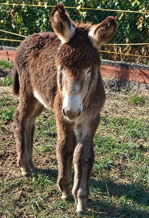 Burro bebe com 4 meses