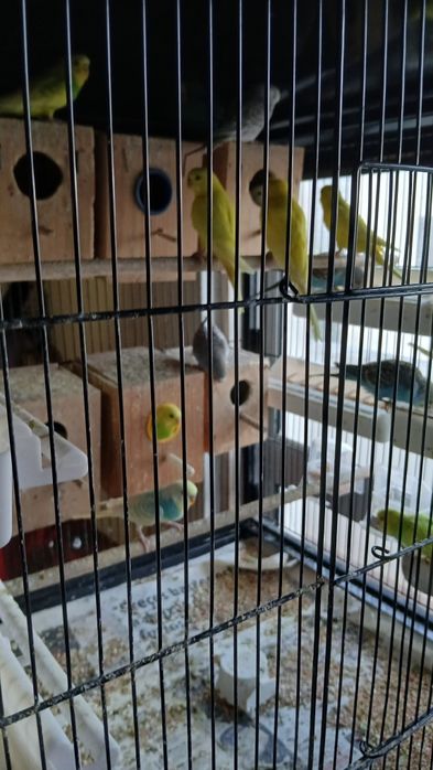 Vendo 6 periquitos