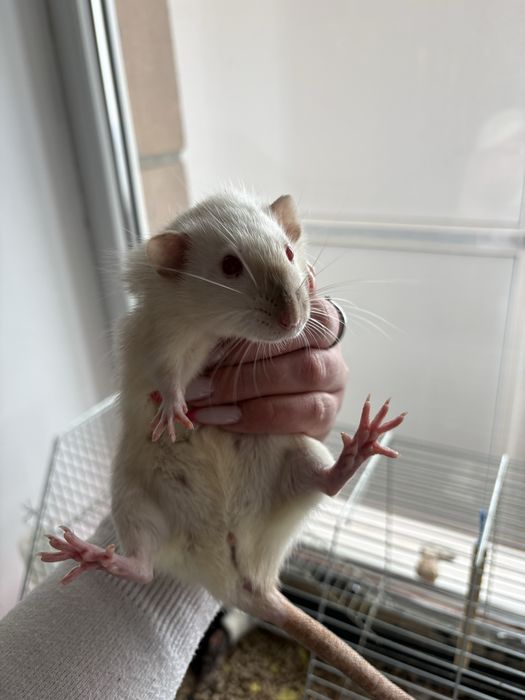 Віддам крисок в добрі руки