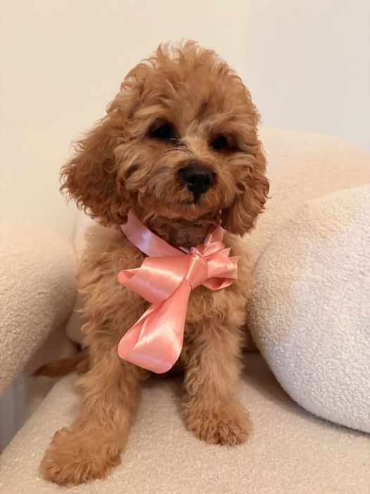 Cavapoo piesek rudy wspaniały charakter