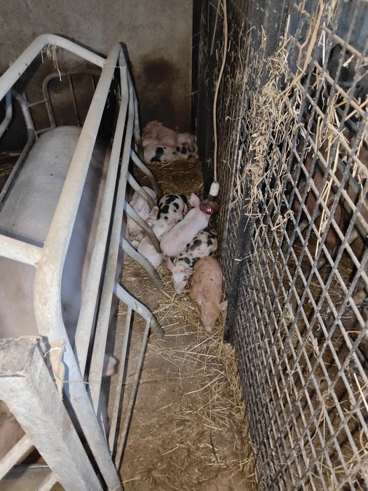 PORCOS Pietra para VENDA