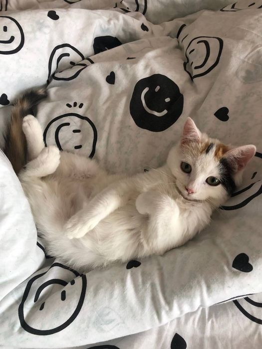 Пропала кішка 3 місяця відкликається на імʼя Шанель