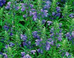 Семена Змееголовника (мелисса турецкая, маточник), семена Киев