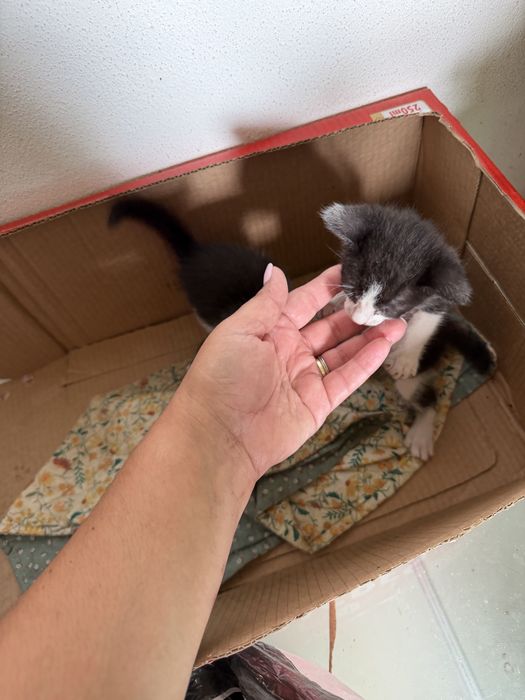 Da se gatos bebes