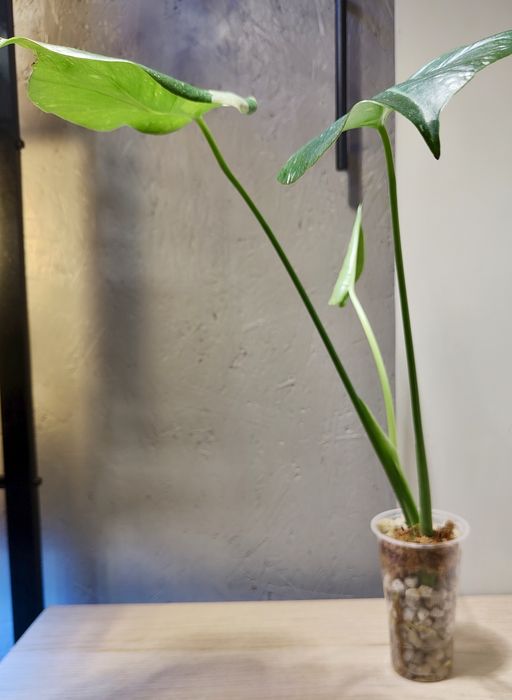 Monstera Thai Constellation -sadzonka ukorzeniona