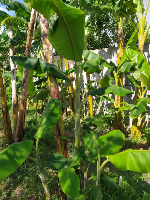 Folhas de bananeira