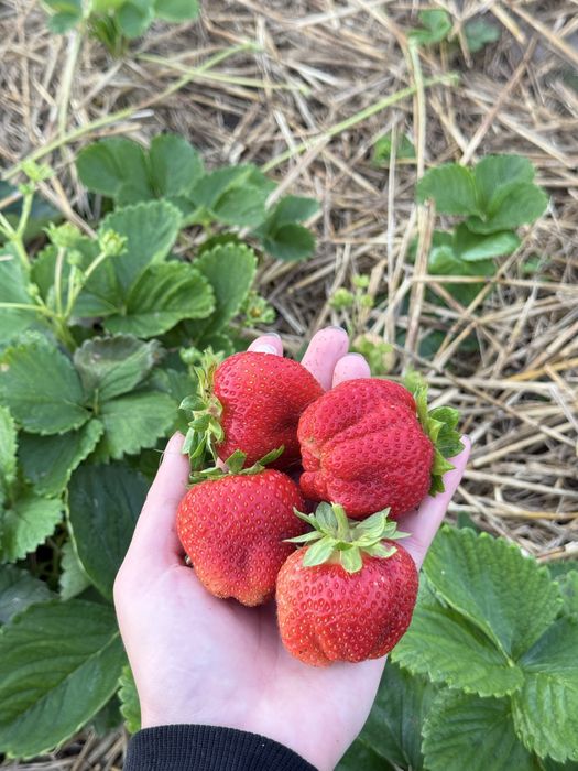 Копані саджанці полуниці