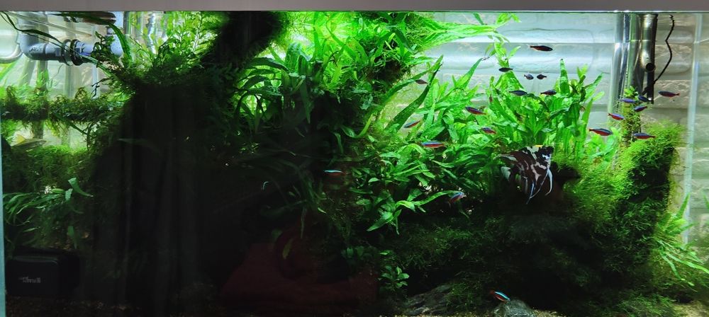 Microsorium mech anubias