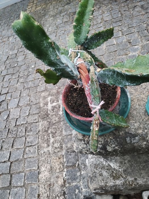 Pitaya em vaso em formato de bonsai