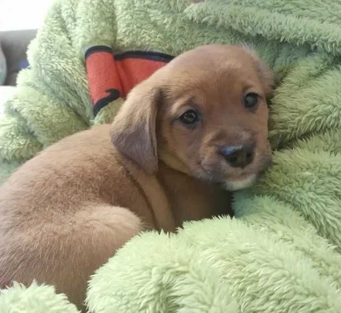 Do oddania piękna ruda suczka