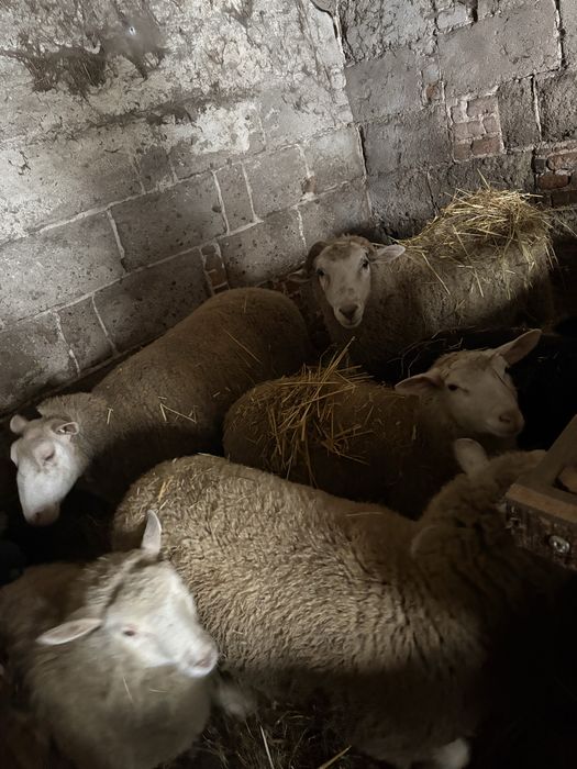 Sprzedam owce i barany