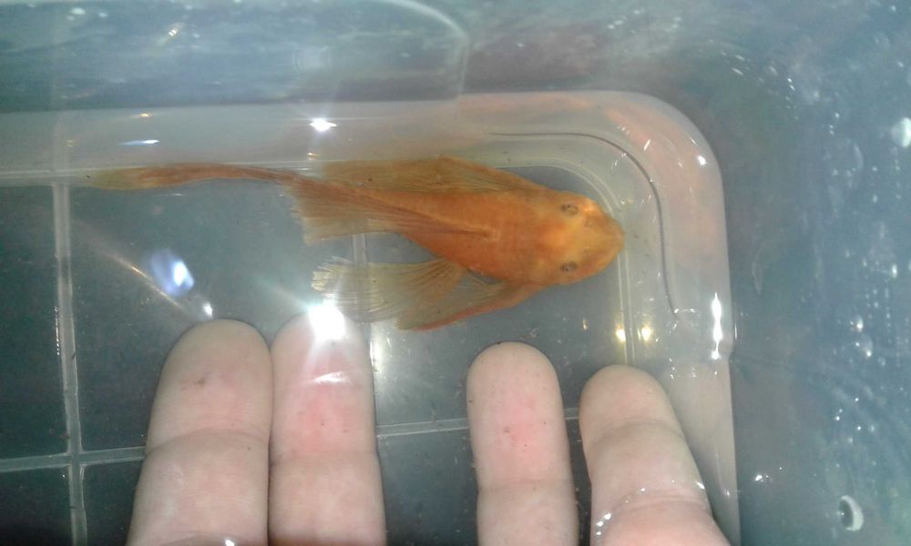 коридорас дупликариус, L-206 панак, анциструс голд и обычный