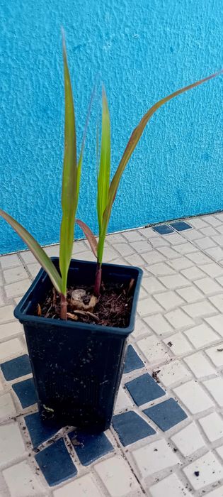 Cana de acucar planta