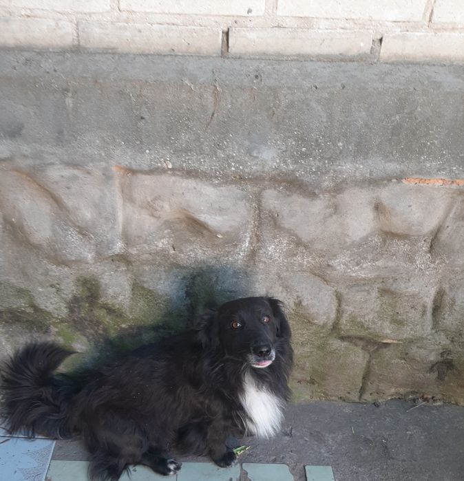 Вiддам красивого песика